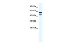 ZNF230 Rabbit anti-Human, Polyclonal, Novus Biologicals 0.1 mL | Buy Online | Novus Biologicals | Fisher Scientific